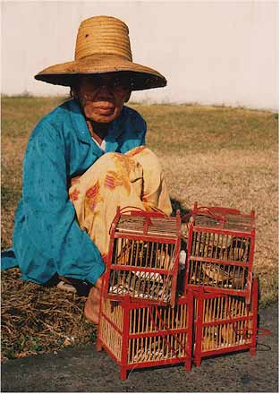 birds for good luck